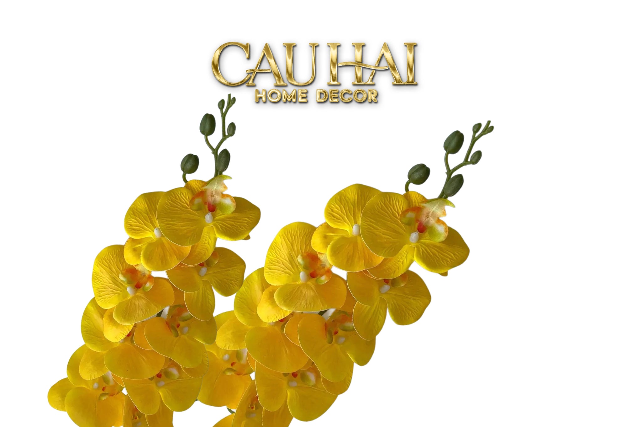 Set 2 Cành Lan Hồ Điệp Royal Phalaenopsis Orchid