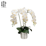 BÌNH HOA LAN TRẮNG - WHITE ORCHID - CẬU HAI HOME DECOR