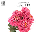 CÀNH CÚC THIÊN HƯƠNG MẪU ĐƠN - SPECIAL VERSION-CẬU HAI HOME DECOR