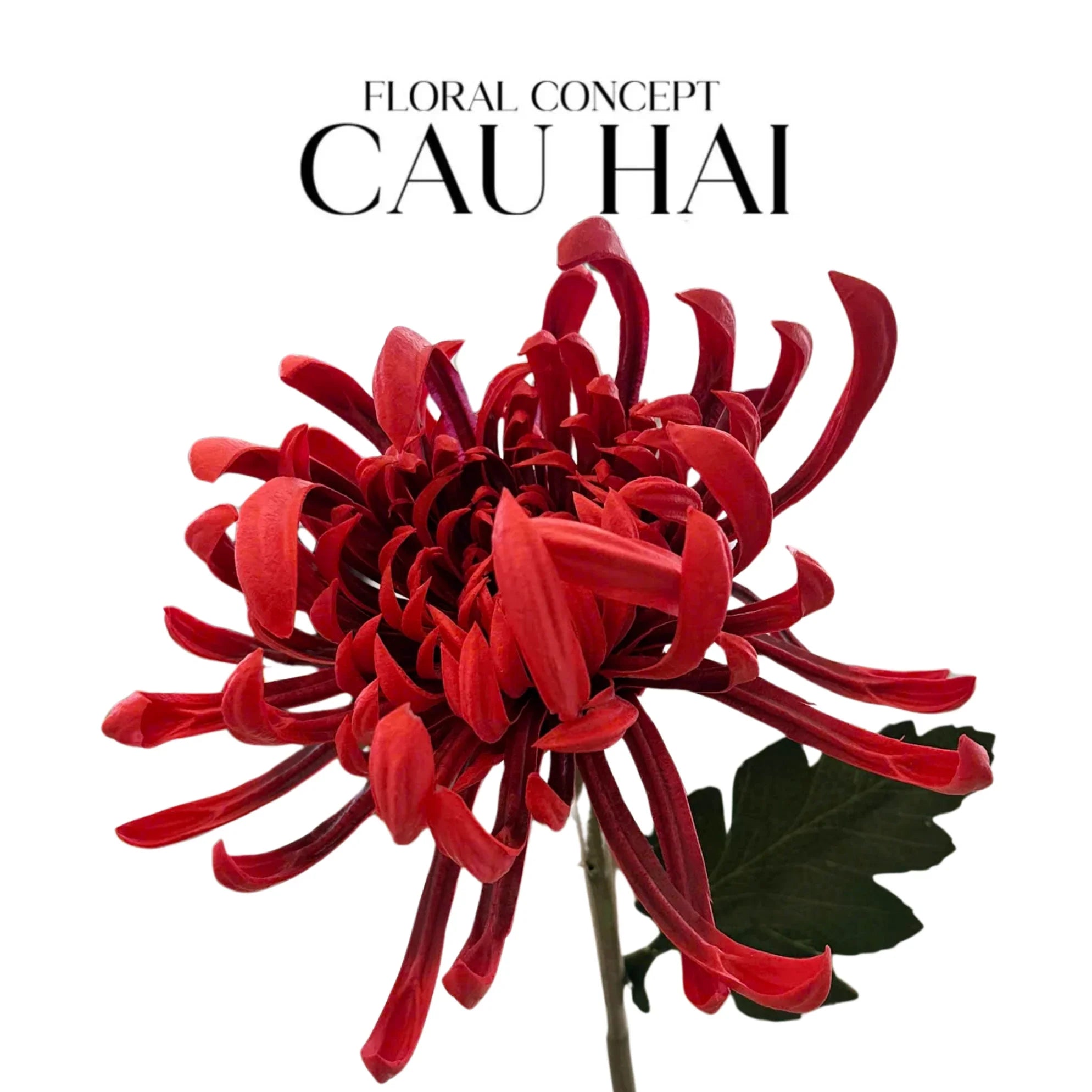 CÀNH HOA CÚC ĐẠI ĐOÁ VIENNA - RED/YELLOW/PINK - CẬU HAI HOME DECOR