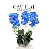 CHẬU HOA LAN HỒ ĐIỆP - COBALT BLUE - CẬU HAI HOME DECOR