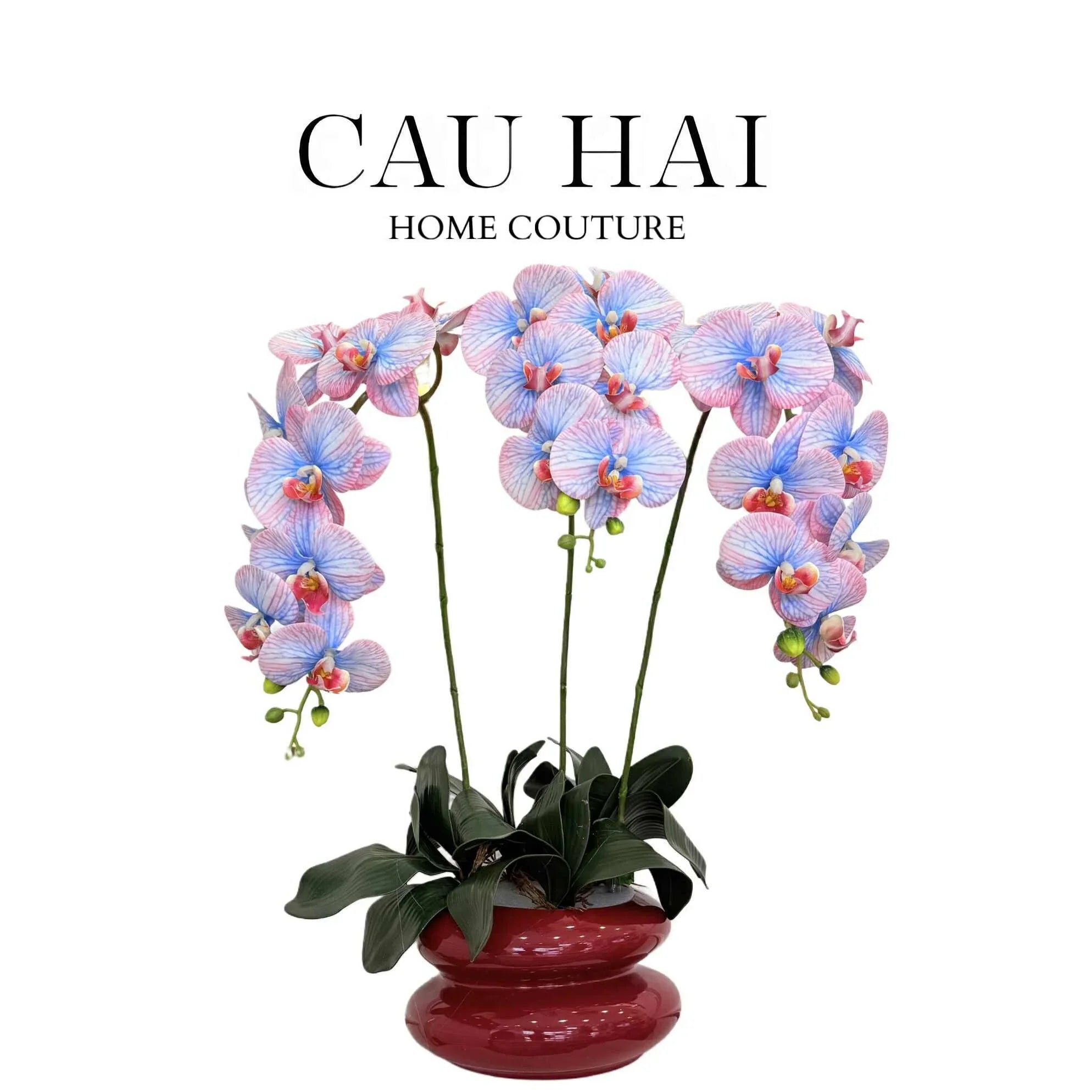 CHẬU HOA LAN HỒ ĐIỆP - LILAC / BLUE - CẬU HAI HOME DECOR