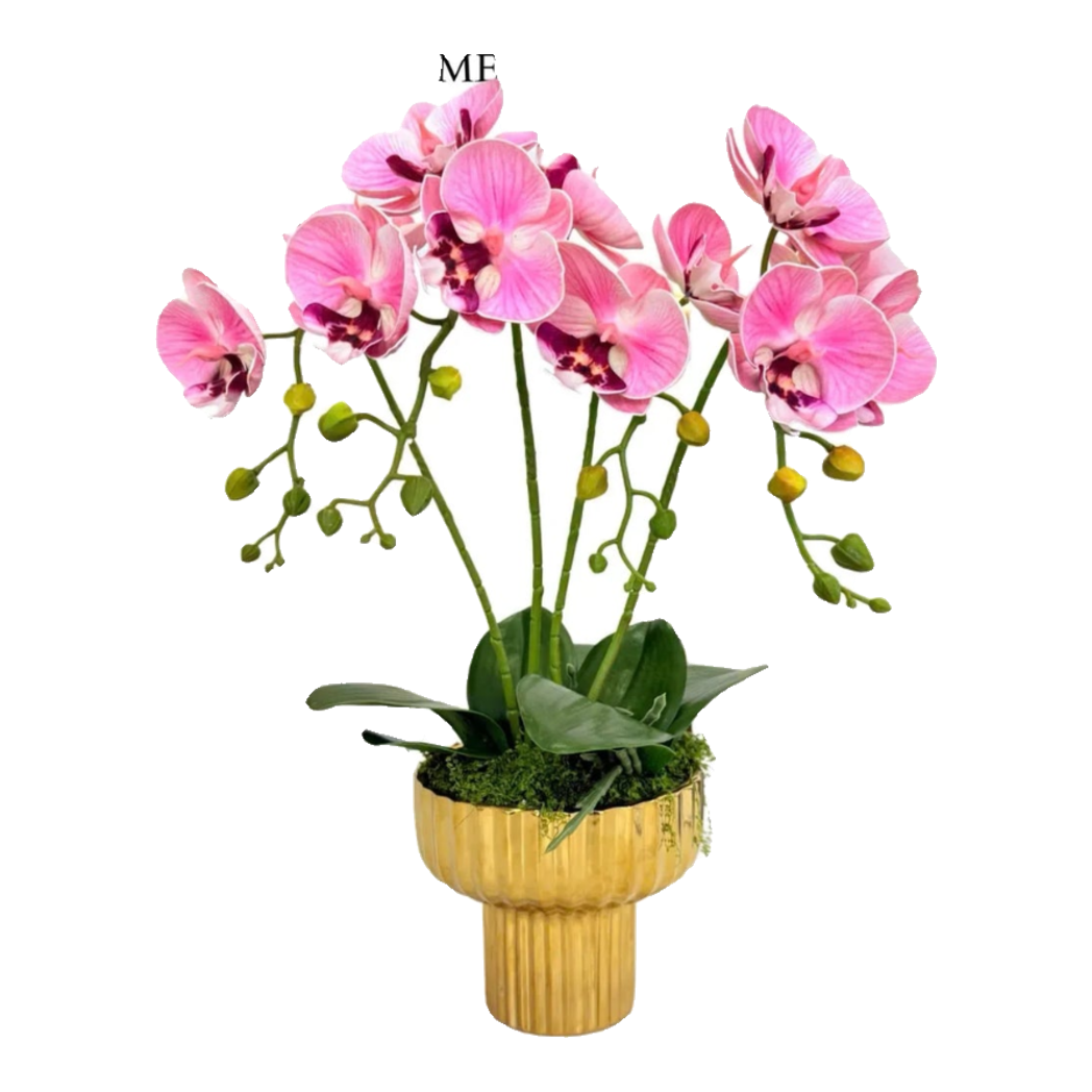 Chậu Hoa Lan Hồ Điệp - Phấn Sắc-BÌNH HOA-Đối tác tại Trung Quốc theo từng đơn đặt hàng-CẬU HAI HOME DECOR