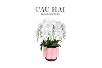 Chậu Hoa Lan Hồ Điệp - Tuyết Bạch-CẬU HAI HOME DECOR