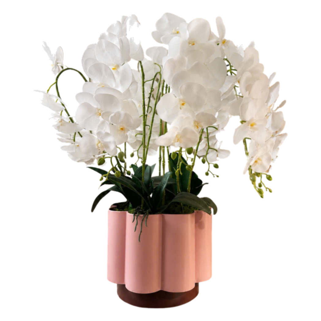 Chậu Lan Hồ Điệp Blanc Impérial H70-BÌNH HOA-CẬU HAI HOME DECOR-CẬU HAI HOME DECOR