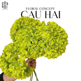 SET 2 CÀNH HOA CẨM TÚ CẦU ĐẠI - XANH-CẬU HAI HOME DECOR