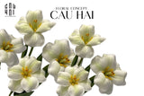 SET 2 CÀNH HOA TULIP BLOOMING - WHITE GREEN - CẬU HAI HOME DECOR