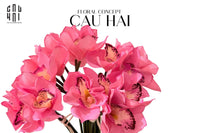 Set 5 Hoa Địa Lan - Hot Pink-CẬU HAI HOME DECOR