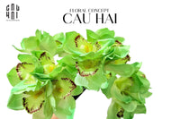 Set 5 Hoa Địa Lan - Kelly Green-CẬU HAI HOME DECOR