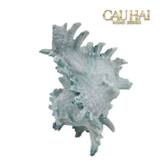 Tượng Vỏ Ốc Azure Moonlight Oceania Spirit 13x17-CẬU HAI HOME DECOR